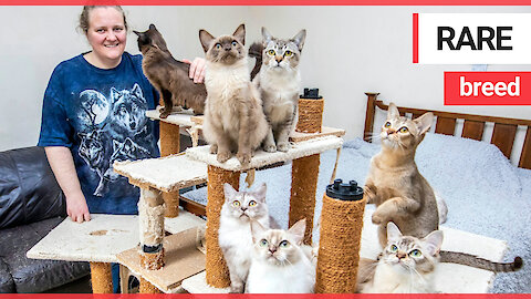 Meet the super-ethical cat breeder who makes a £12,000 loss on her passion