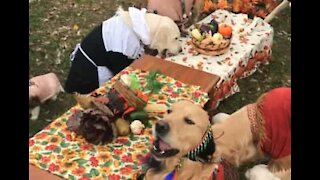 Dogs gather in costume for Thanksgiving meal