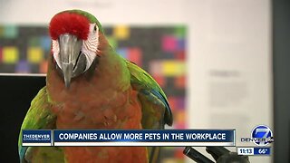 These Denver companies bring new meaning to the term 'corporate jungle' with animals in workspace