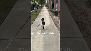 Sir Loon’s gansta walk
