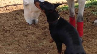 Doberman and horse share incredible friendship