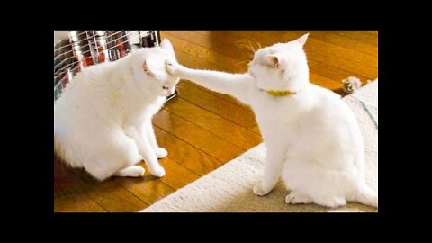 😂YOU LAUGH YOU LOSE! 😹Funny Moments Of Cats Videos Compilation - Funny Cat Life