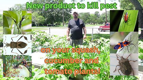 New product to kill pest on your squash, cucumber and tomato plants!
