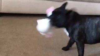 French Bulldog obliterates annoying singing toy