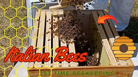 Install a Honey Bee Package - Beekeeper
