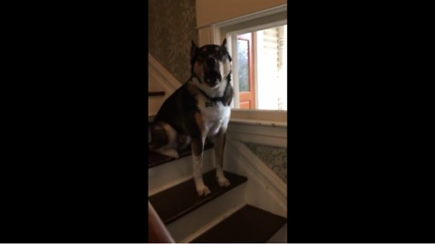 Angry Dog Hates The Mailman But Tries His Best Not To Bark