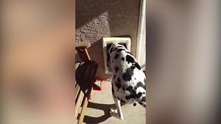 A Great Dane Dog Squeezes Through A Tiny Dog Door
