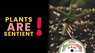 Plants Are Sentient - Experiments