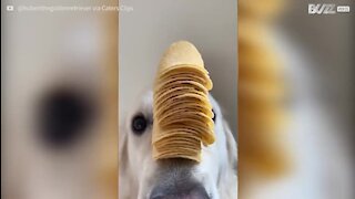 Cão tem o talento de equilibrar coisas no focinho e na cabeça