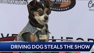 Driving Dog Steals The Show (8/20/23)