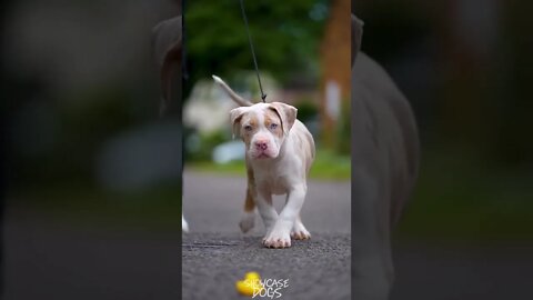 WHY.ARE.YOU.SO.CUTE??? #Puppy #Dogs #Shorts #Puppyvideo #Shortvideo #dog #doglover #cutedog #puppylo