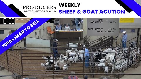 6/6/2023 - Producers Livestock Auction Company Sheep & Goat Auction