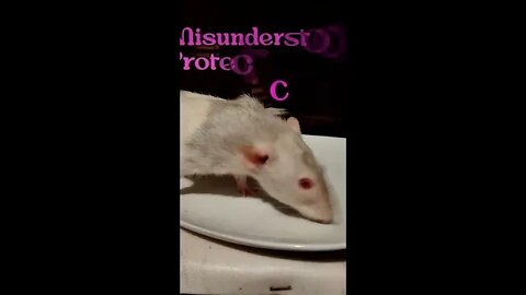 Meet Ratatoskr the Rat! An Aggressive and Misunderstood Fighter #124 #cute #rats #giveaway #animal