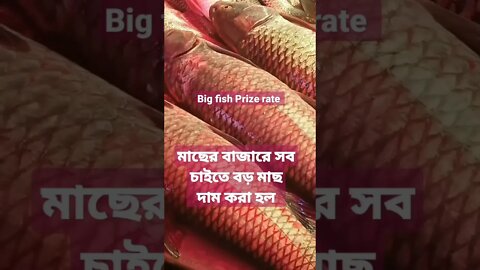 মাছের বাজারে সব চাইতে বড় মাছের দাম কত,,,,how to big fish Prize rate