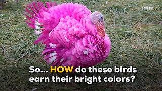 Mysterious Colorful Turkeys