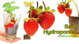 Easy way to get strawberries from semi hydroponics