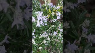 Little bumblebee on rosemary plant