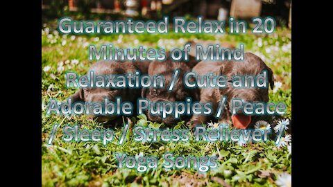 20 Minutes of Mind Relaxation / Cute and Adorable Puppies / Peace / Sleep / Stress Reliever / Yoga