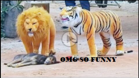 Troll Prank dog & fake Lion and Fake Tiger Prank To dog | Videos Troll 2022
