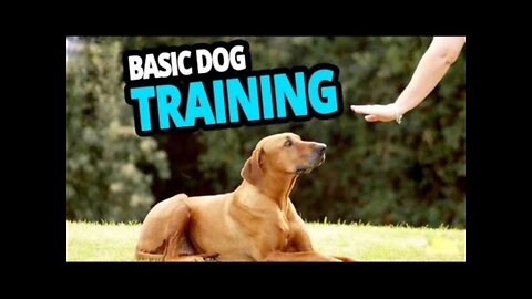 Dog training videos English | basic dog training | brain tran for dog review