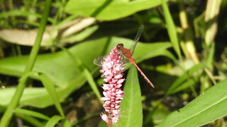 Red Dragonflies at Mud Lake, Ottawa, Canada