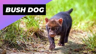 Bush Dog 🐻 A Wild Dog You Didn't Know Existed #shorts