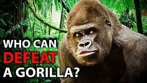 6 ANIMAL SPECIES THAT COULD DEFEAT A GORILLA - HD | WILD LIFE | ANIMAL FIGHT