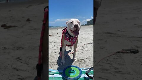 Leia’s first time seeing the ocean! ☀️❤️ #shorts #pitbull #beach #summer #dog #ocean #happy #fyp