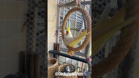 Cute Cockatiel enjoying swing😊