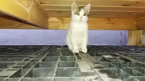 Clumsy exotic beauty.(48day old cat - part4)