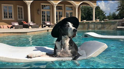 Great Dane makes the most of summer by lounging on a pool float