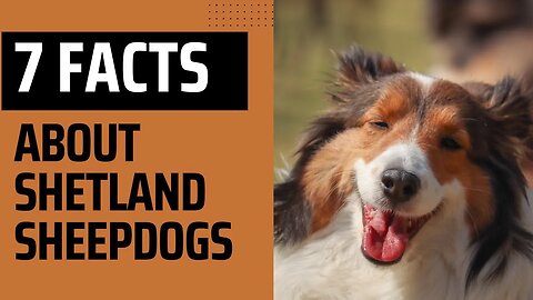7 Things to Know About Shetland Sheepdogs. Sheltie Dog Facts. Shetland Sheepdog Personality.