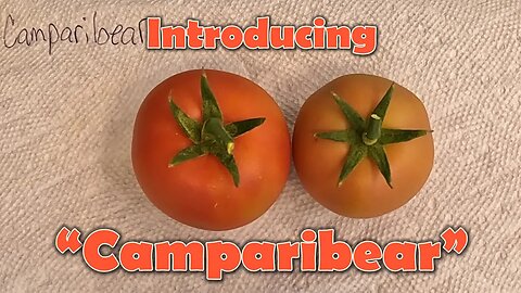 Introducing Camparibear