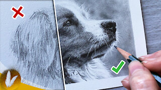 Drawing Realistic Fur Do’s and Don’ts | Step By Step How To Draw Fur Tutorial and Tips