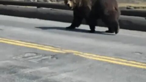 Close encounter with Grizzly Bear in Yellowstone National Park