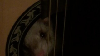 Surprise Ferret In A Guitar