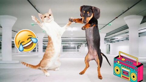 FUNNY 😂 DANCING DOGS🐶 AND CATS🐱 VIDEO COMPILATION 2022