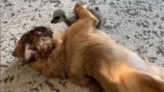 The unlikely friendship between a meerkat and dogs