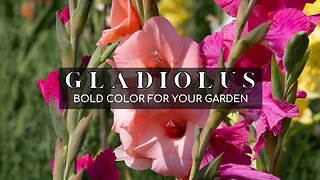GLADIOLUS: Sword Lily Adds Vertical Interest and Bold Color to Your Garden.