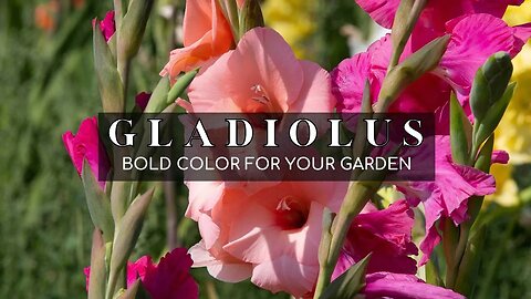 GLADIOLUS: Sword Lily Adds Vertical Interest and Bold Color to Your Garden.