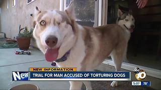 Trial for man accused of torturing dogs