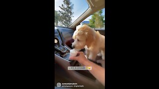 Puppy discovers the famous Starbucks puppuccino. Licks and makes noises in extreme excitement.