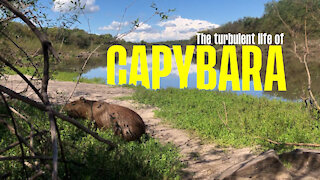 The turbulent life of capybara