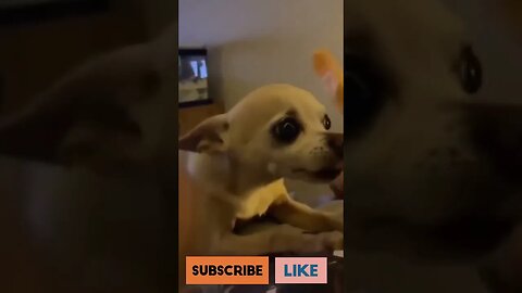 Angry Puppy Angry And Funny Baby Compilation 2020 Pet Baby Dog Singing 💚❣💛 #shorts