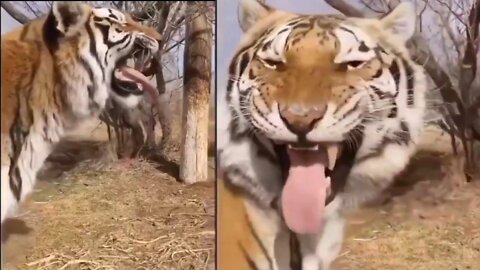 Tiger laughing fanny videos