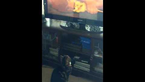 Emotional cat watches sad scene from 'The Lion King'