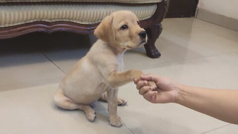 Labrador puppy training Video