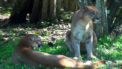 Lion VS Best animals fights with wild 2016 animals lion tiger bear attack animal fight