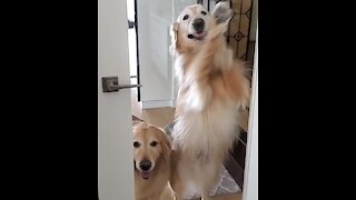 Golden Retrievers try their best to open the door