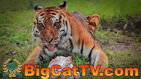 Big Cats Thankful For Keepers & YOU